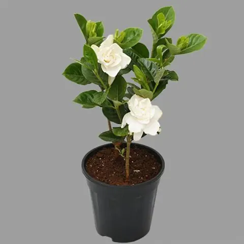 Best Selling Plant & Planters 