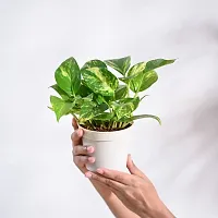 Platone Money Plant Money Plant Variegated with Pot-thumb2