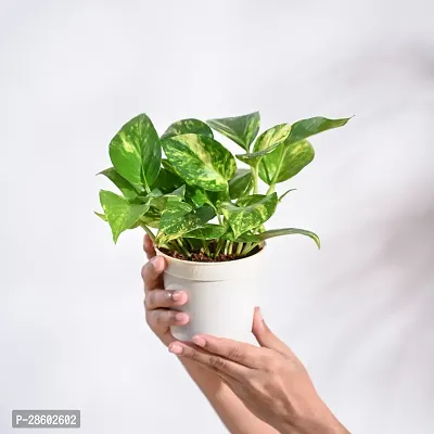 Platone Money Plant Money Plant Variegated with Pot-thumb3