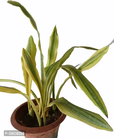 Platone Dracaena Plant Sansevieria yellowstone snake pant