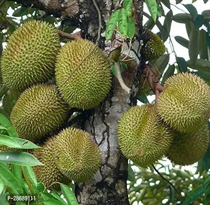 Platone Duranta Plant Durian Nonthapuri Live Fruit