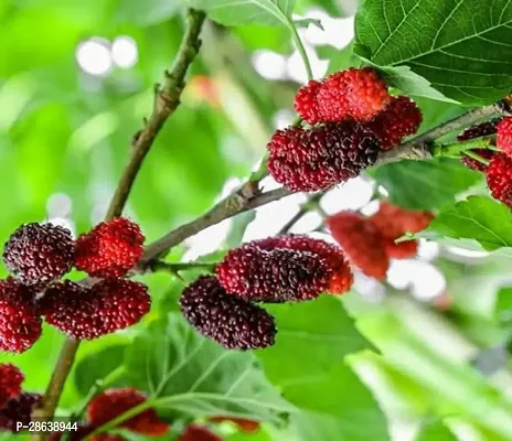 Platone ShahtootMulberry Plant Mulberry plant-thumb2