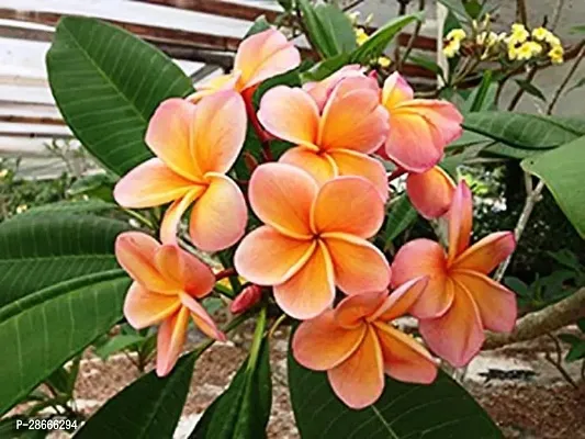 Platone Plumeria Plant ChampaPlumeria Orange Flower Beautiful Live Plant