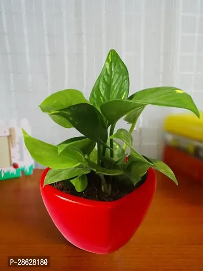 Platone Money Plant Money Plant-thumb0