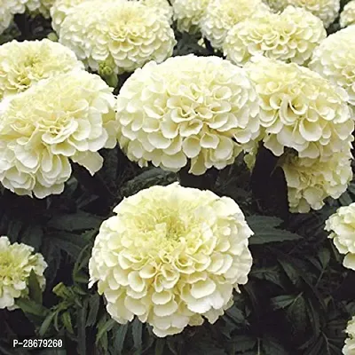 Platone Marigold Plant KNAG127