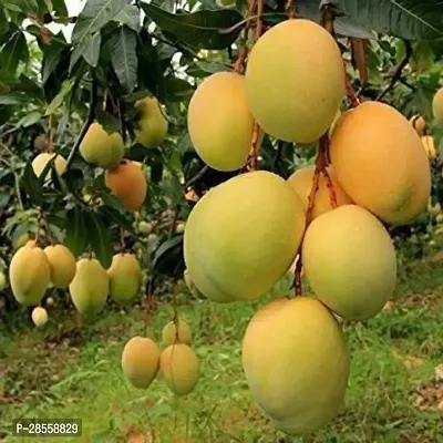 Platone Mango Plant Hybrid Grafted Mango Plant Neelam Aam Tasty Variety Healthy Live Plants Yellow (Hybrid, Pack of 1-thumb0