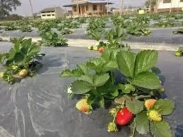 Platone Strawberry Plant STRAWBERRY PLANT PMA-thumb1