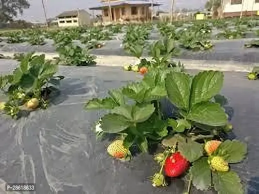 Platone Strawberry Plant STRAWBERRY PLANT PMA-thumb2