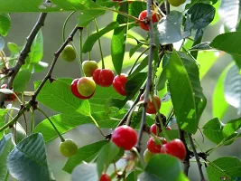 Platone Cherry Fruit Plant SWEET CHERRYBARBADOS CHERRY LIVE PLANT-thumb2