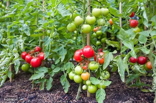 Platone Tomato Plant Tomato plant 11-thumb2