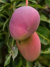 Platone Mango Plant GRAFTED PLANT GULAB KHAS MANGO-thumb1