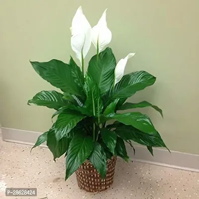 Platone Peace Lily Plant Peace Lily Plant (0005)