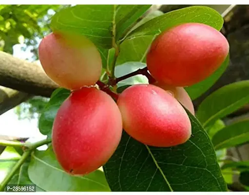 Platone Cherry Fruit Plant Rare Karonda Cherry Fruit Seedling Live Plant-thumb0