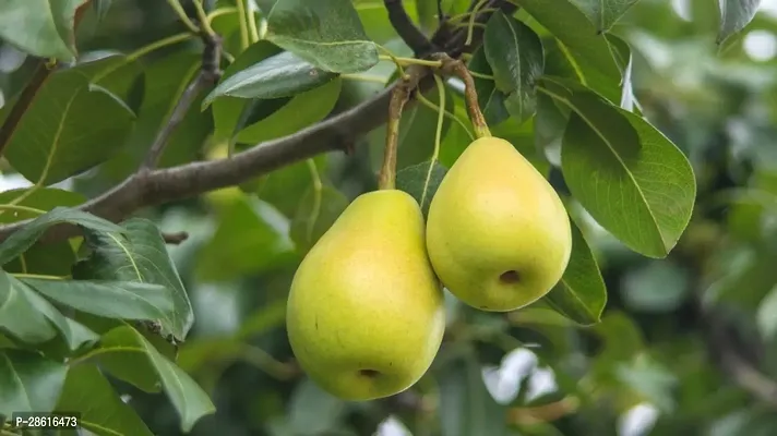 Platone Pear Plant Pear