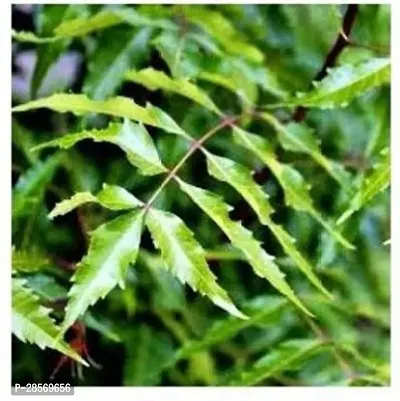 Platone Neem Plant neem plant 5022-thumb0