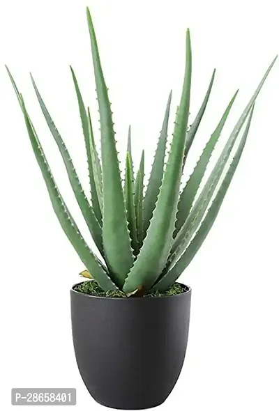 Platone Aloe Vera Plant aloevera plant 62