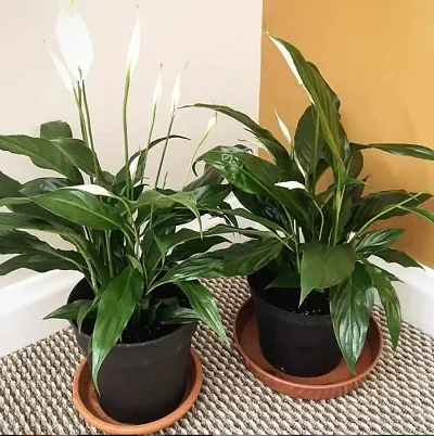 New Arrival Plant & Planters 