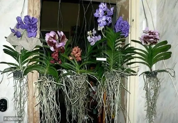 Platone Orchids Dendrobium Flowering Plant Orchid Live Plant Mix Dendrobium - Mountain Orchid- 1 Healthy Blooming Size Live Plant.-thumb0