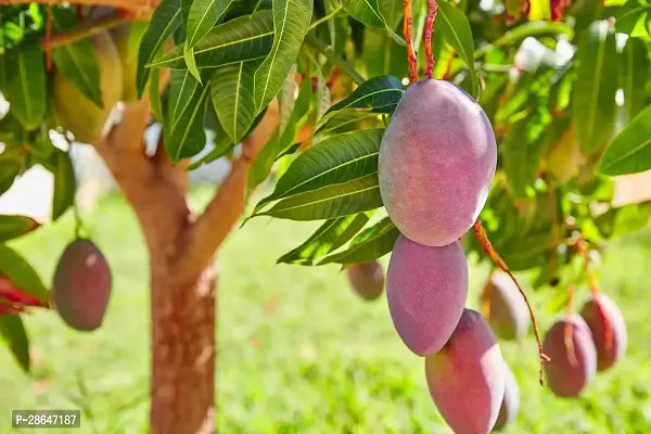 Platone Mango Plant Mango Plant032-thumb0