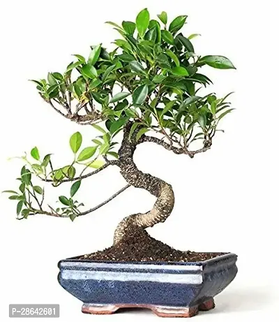 Platone Ficus Bonsai Plant HJNB210-thumb0