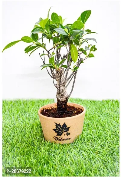 Platone Ficus Plant EZTEIXbonsai23