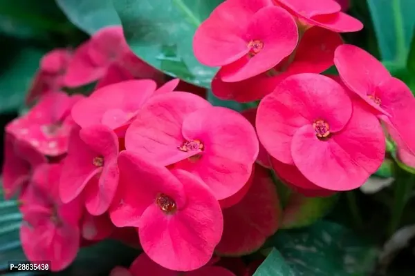 Platone Euphorbia Plant Pink Euphorbia Milli Live PlantV-2