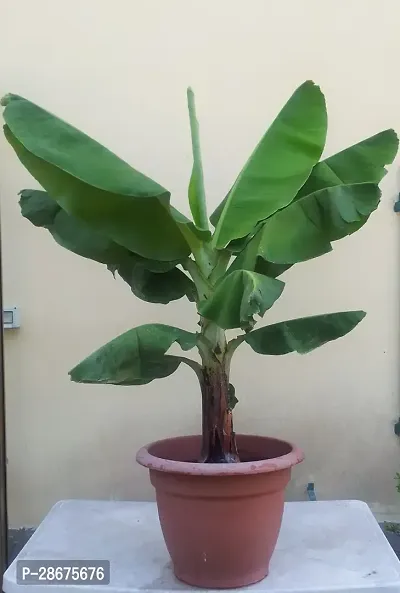 Platone Banana Plant banNANAGEN