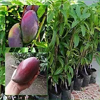 Platone Mango Plant MANGO PLANT-thumb1