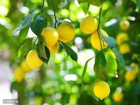 Platone Lemon Plant LEMON PLANT BN-thumb0