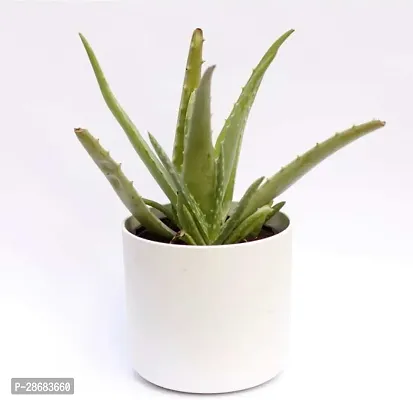 Platone Aloe Vera Plant Aloe Vera Plant CF00041-thumb0