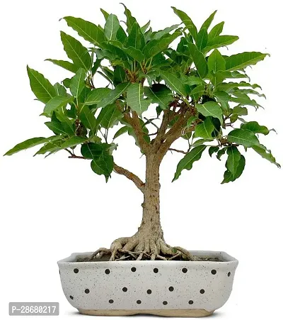 Platone Ficus Plant TIGbonfic87