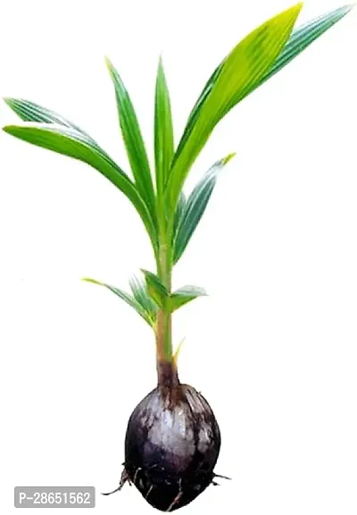 Platone Coconut Plant Coconut Plant ( American Coconut Nariyal Plant )