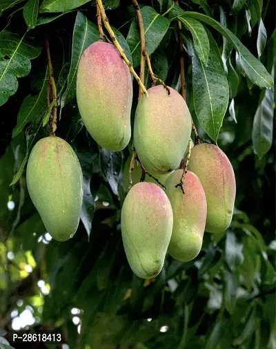 Platone Mango Plant Ivory Hybrid Mango PlantIG433-thumb0