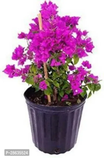 Platone Baugainvillea Plant Baugainvillea pink flower-thumb0