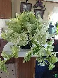 Platone Money Plant MONETY PLANT GHJ-thumb1