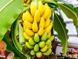 Platone Banana Plant be01-thumb1