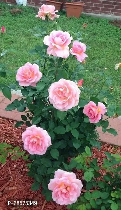 Platone Rose Plant Pink rose live plant-thumb0