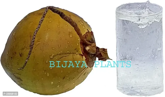 Platone Coconut Plant Coconut Plant (AAA0001)-thumb0