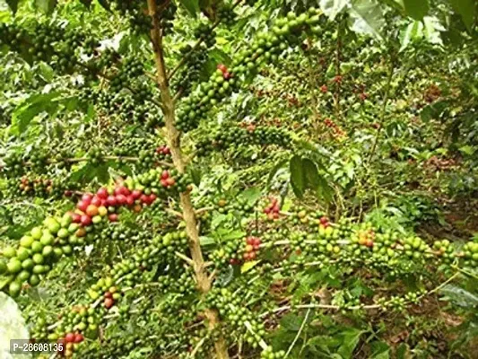 Platone Coffee Plant Gardens Live Plant Coffee Tree Rare Arabica Exotic Outdoor Plants Garden Plant(1 Healthy Live Plant)