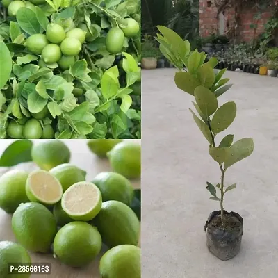 Platone Lemon Plant 1 Live Thai All Time SeedLess Lemon Plant Nimbu Plant Lebu plant All time Hybrid Lemon tree Plant Height (1-1.5 Ft)-thumb0