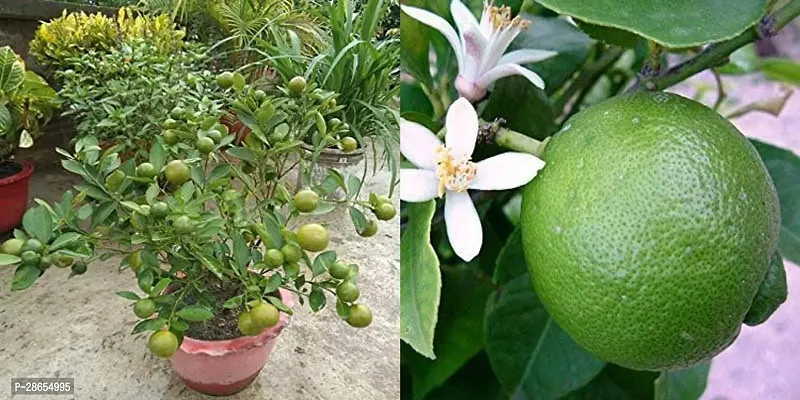 Platone Lemon Plant Sweet Mosambi Plant-thumb3