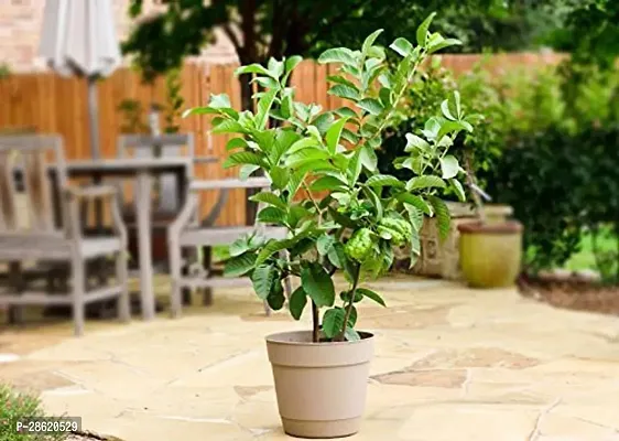 Platone Guava Plant Bonsai Rare Grafted Fruit Live Plant - High DeliciousDwarf Guavapsidium guajava (1 Healthy Live Plant With Plastic Bag)s