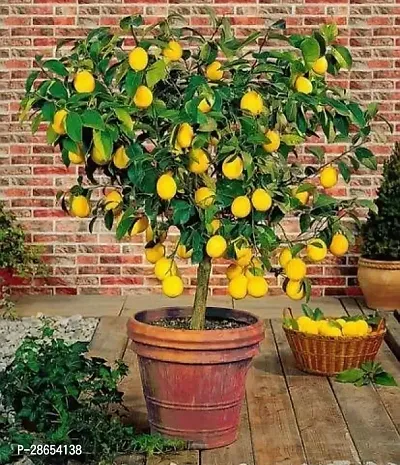 Platone Lemon Plant Lemon Plant ( Blush Lemon Plant )-thumb0