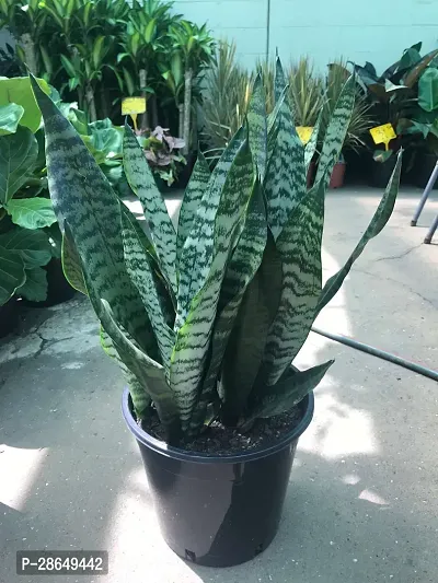 Platone Snake Plant Snake Plant