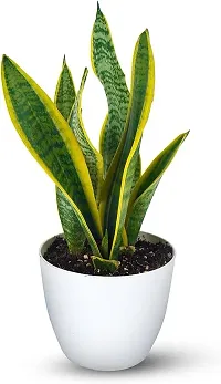 Platone Snake Plant SNAKE PLANT W112-thumb1