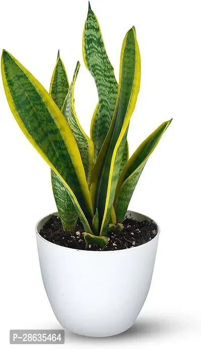 Platone Snake Plant SNAKE PLANT W112-thumb2