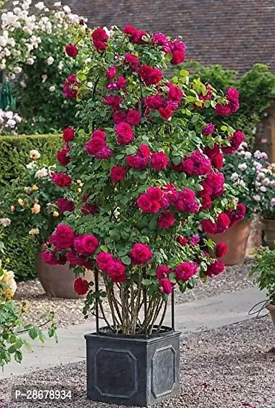 Platone Rose Plant Rose Plant ( Urofobia RoseGulab Plant )