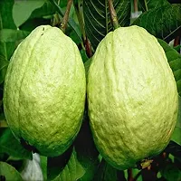 Platone Guava Plant Arka Mridula Guava Plant-thumb2