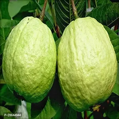 Platone Guava Plant Arka Mridula Guava Plant-thumb3