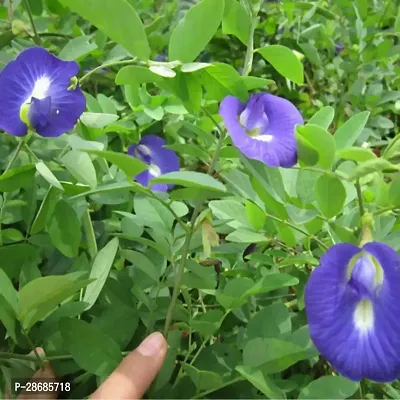 Platone Aparajita Butterfly Pea Plant medicinal plantFlower aprajita plants-107